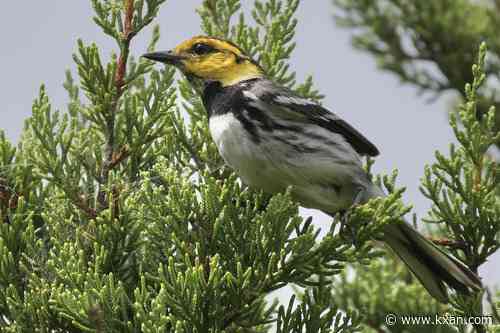 Judge rules US agency must move forward on determining Golden-Cheeked Warbler's status