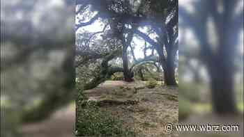 230-year-old live oak in Watson split after Hurricane Francine