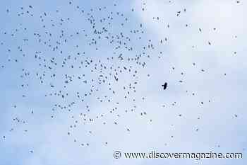 When Swarms of Birds Attack Other Birds, They are Using a Mobbing Technique