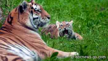 Pair of rare Amur tiger cubs debuting at Minnesota Zoo are raising hopes for the endangered species