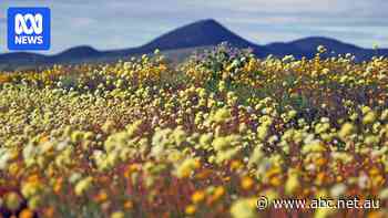 Wildflower season in full bloom after record rain in WA's Midwest