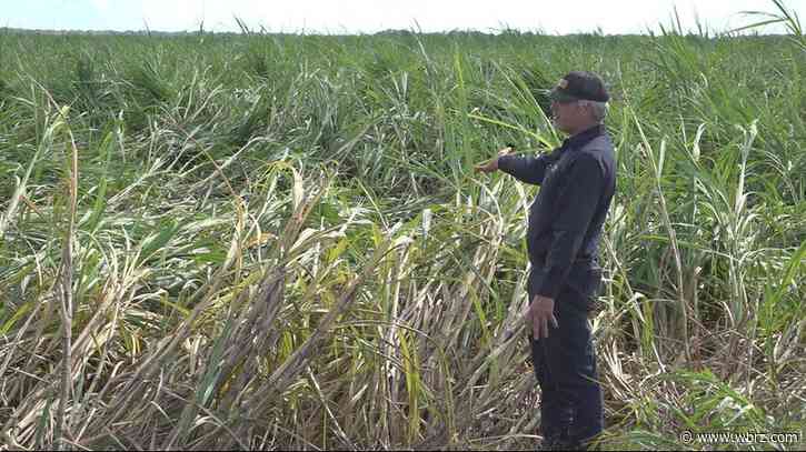 Sugar cane farmers assess damage after Hurricane Francine