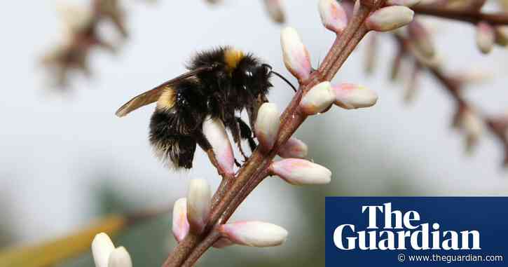 Scientists hopeful antidote can help protect bumblebees from pesticides