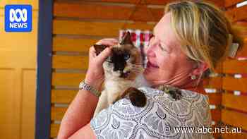 Precious the cat wins right to remain in country pub after health minister's intervention