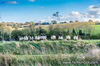 Kent latest county to confirm case of bluetongue virus