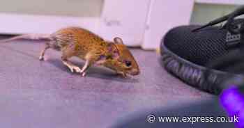 Stop mice and rats from coming into homes with some very effective 5 minute jobs