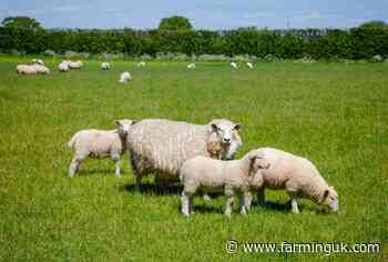 Sheep and cattle populations in England at record low