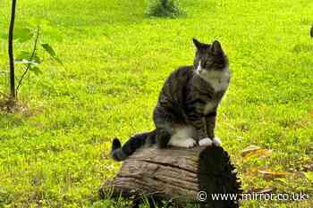 Stop cats using your garden as a toilet with expert's natural deterrents