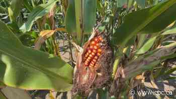 Did you know corn can sweat? It's real, and it can make it more humid outside