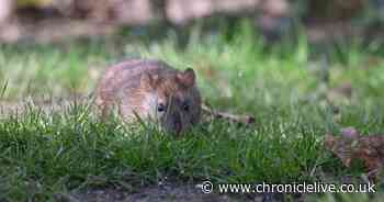 Keep rats and mice away from your home with these natural items they hate