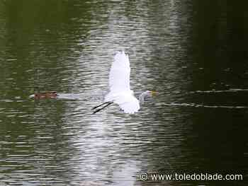 Maumee River area takes another step toward restoration goals