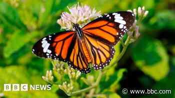 Butterfly thieves handed $200,000 fine