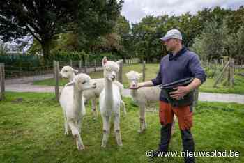 Beestige Week: “Onze vier alpaca’s hebben elk hun eigen karaktertje”