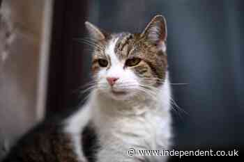 Larry the Downing Street cat is a ‘little sh**’, Scottish secretary jokes