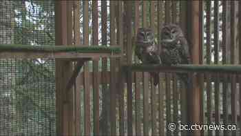 'Right on the edge of being extinct': Environmentalists, First Nation aim to stop B.C. ski resort in owl habitat