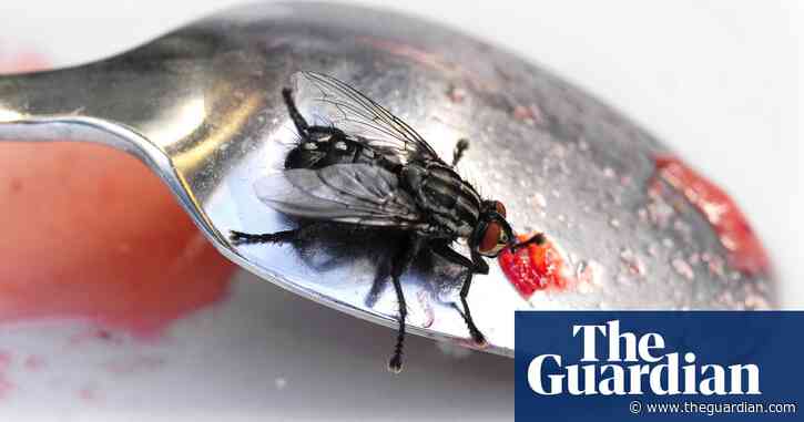 South Wales villagers tormented by mystery plague of flies