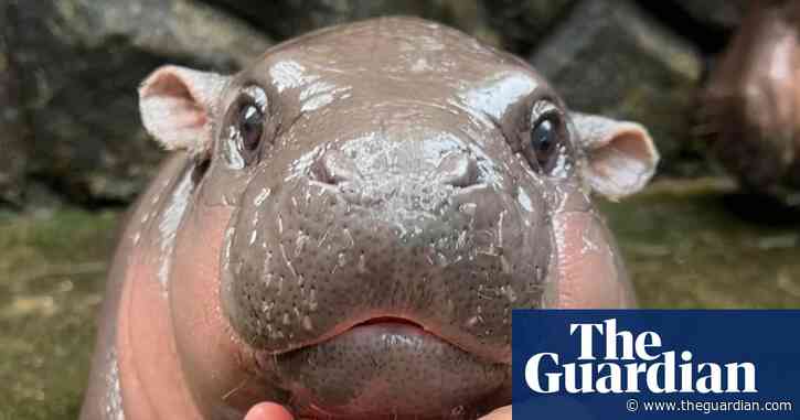 Moo-Deng: the two-month-old baby pygmy hippo becoming an online giant – video