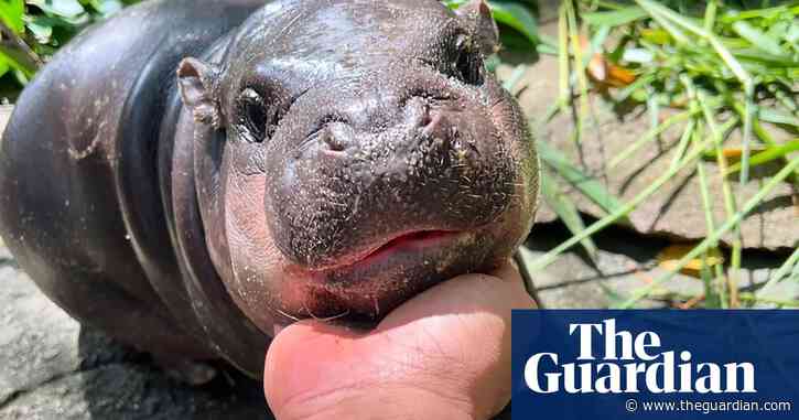 ‘I set a goal to make her famous’: the baby pygmy hippo who became a giant online