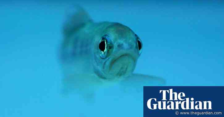 Do fish have feelings? Scientists believe they’re getting closer to an answer