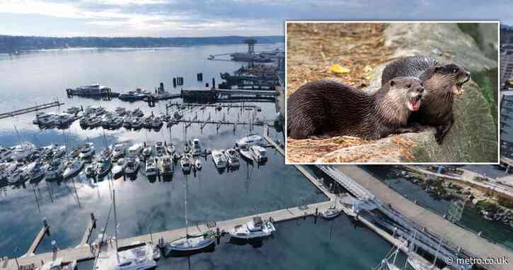 Rogue otter drags child underwater during morning walk with mom