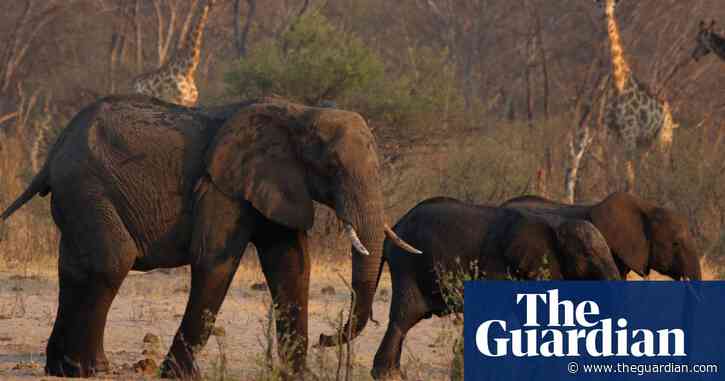 Zimbabwe orders cull of 200 elephants amid food shortages from drought