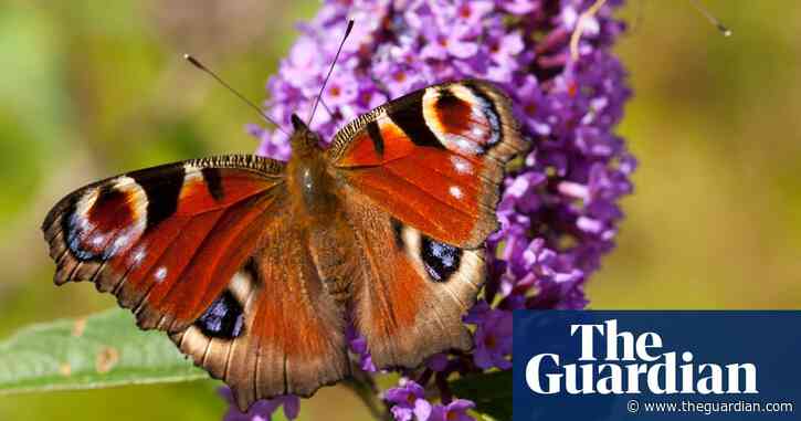 Country diary: A quiet morning on the buddleja bush | Jim Perrin