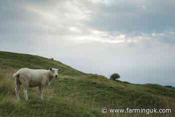 Tough bluetongue restrictions now cover parts of London and Kent