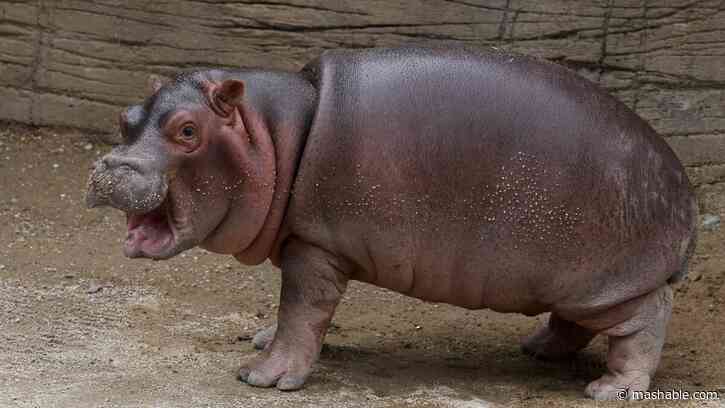 The internet has fallen in love with baby hippo Moo Deng