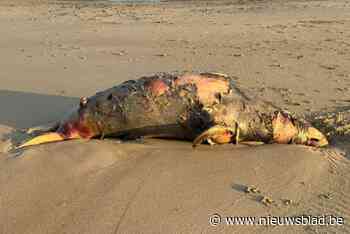 Zwaar kadaver van zeehond aangespoeld op strand: “Dier woog 250 tot 300 kilo”