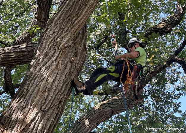 ‘Challenges every single muscle’: Champion tree climber turns work into passion