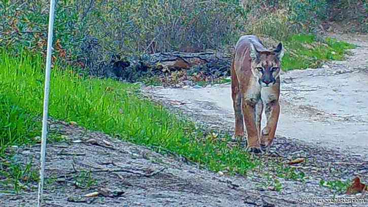 Young, hungry female’s attack reveals much about state of Southern California mountain lions