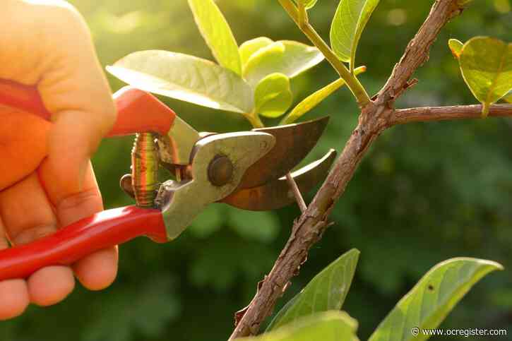 Tips for the best pruning practices for the garden