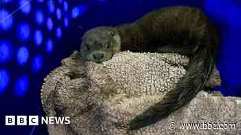 Curious case of a trapped otter and a sleepy fox