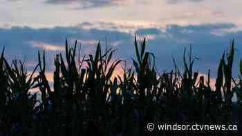 Man flees police through corn field, located by drone