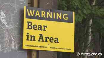 Hiker in hospital after bear attack in Crowsnest Pass, Alta.