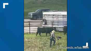 Watch a dog help deputies wrangle cows that got loose in North Texas