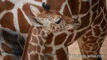 It's a boy! New baby Giraffe joins the herd at Dallas Zoo