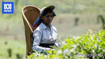 Sri Lanka supplies most of Australia's tea, but its tea industry is now at a crossroad