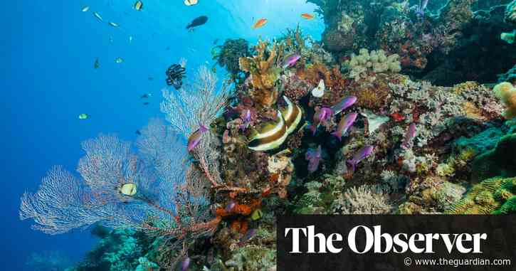 Race is on to produce a super-coral to survive world’s warming seas