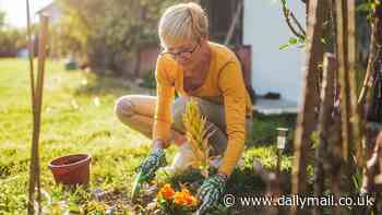 Are blood pressure tablets the reason I get dizzy when gardening? DR ELLIE has the answer