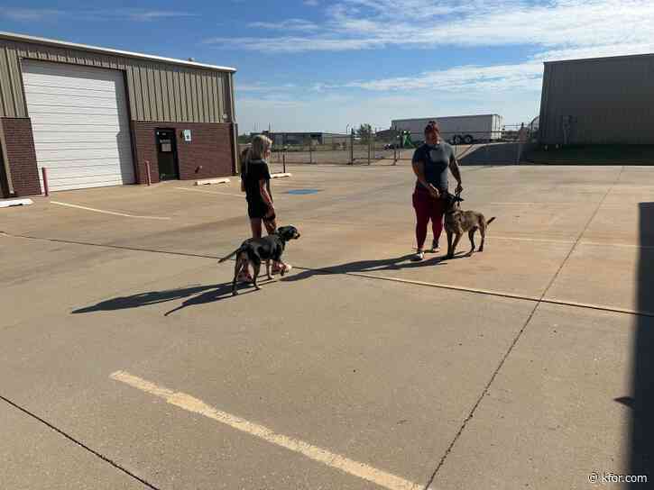 Metro woman starts program to train therapy dogs and help domestic violence victims