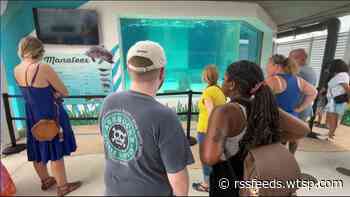 Manatee Rehabilitation Center officially opens at Clearwater Marine Aquarium