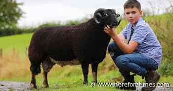 Lamb records broken for Badger Face Welsh Mountain sheep