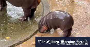 Thai zoo visitors swarm to get glimpse of Moo Deng the baby hippo