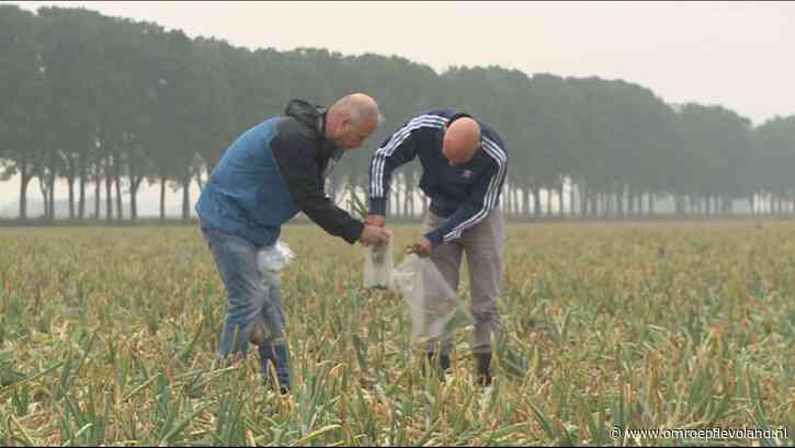 Flevoland - Wetenschap wil de ui doorgronden en nog gezonder maken