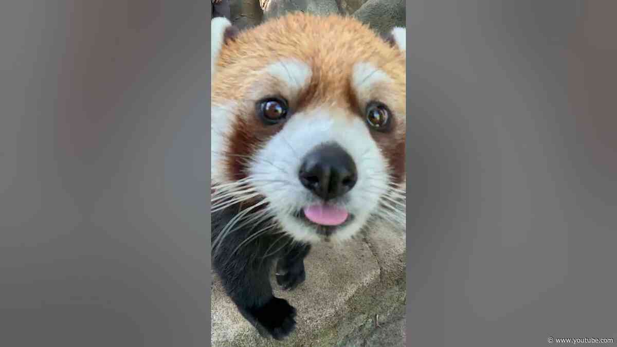 Red panda week starts in... 3-2-1!