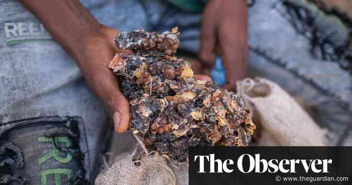 How the west’s wellness industry is driving Ethiopia’s frankincense trees towards extinction