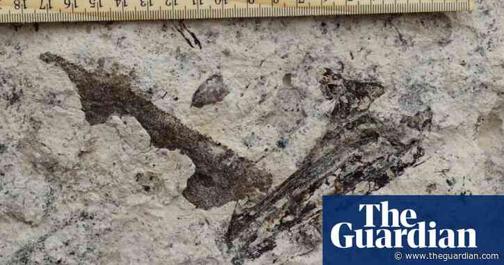 ‘Entire ecosystem’ of fossils 8.7m years old found under Los Angeles high school