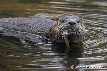 River otter attacks and drags child underwater in Washington