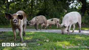 Pannage warning over African Swine Fever